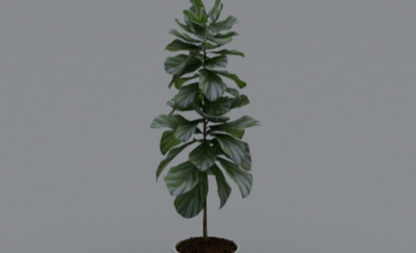 琴叶榕-室内绿植