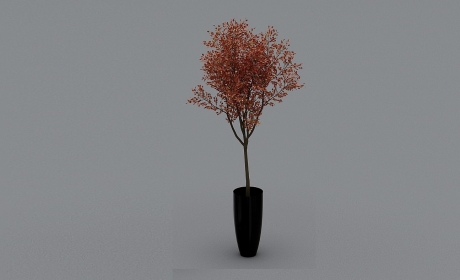 阿克苏河 日本红枫树苗