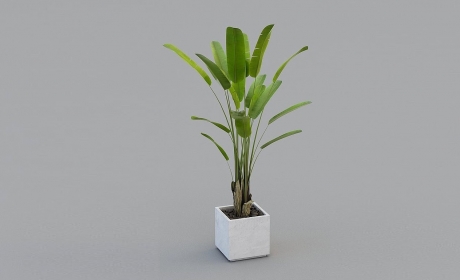 天堂鸟大型盆栽鹤望兰